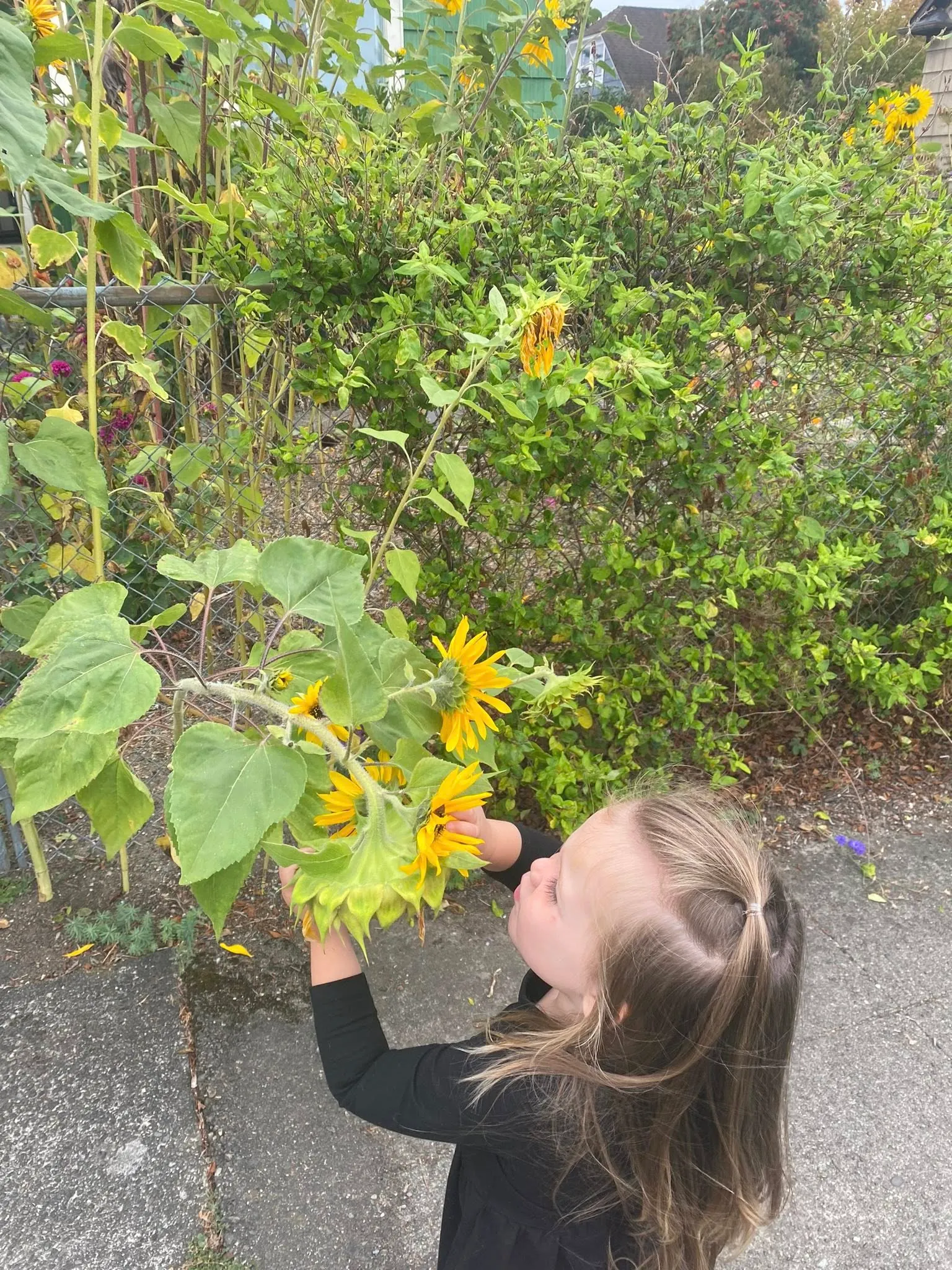 Child picking sunflowers in the organic garden